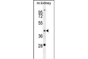 GOT1L1 Antibody (C-term) (ABIN655744 and ABIN2845190) western blot analysis in mouse kidney tissue lysates (35 μg/lane). (GOT1L1 anticorps  (C-Term))