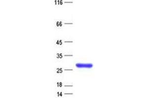 Validation with Western Blot (C4ORF51 Protein (His tag))