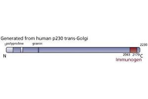 Image no. 4 for anti-p230 Trans Golgi (AA 2063-2179) antibody (ABIN968453) (p230 Trans Golgi (AA 2063-2179) anticorps)