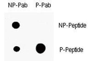 Dot blot analysis of p-p21 antibody. (p21 anticorps  (pThr145))