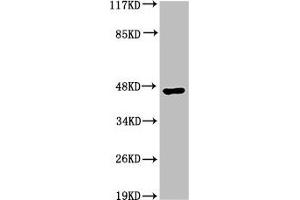 Western Blot analysis of HepG2 cells using Acrosin Polyclonal Antibody (Acrosin anticorps  (N-Term))