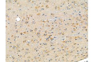 ABIN6260870 and ABIN6266837 at 1/100 staining Mouse brain tissue by IHC-P. (Claudin 7 anticorps  (C-Term))