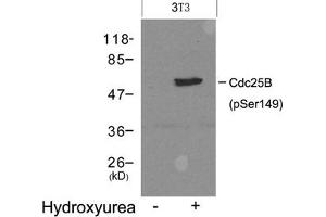 Western blot analysis of extracts from 3T3 cells untreated(lane 1) or treated with Hydroxyurea(lane 2) using Cdc25B(Phospho-Ser149) Antibody. (CDC25B anticorps  (pSer149))