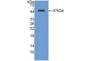 Detection of Recombinant MMP3, Mouse using Polyclonal Antibody to Matrix Metalloproteinase 3 (MMP3) (MMP3 anticorps  (AA 100-477))