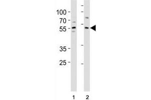 KLF4 antibody western blot analysis in (1) A431 and (2) MCF-7 lysate.