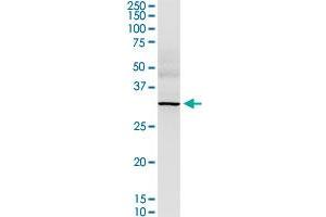 TREX1 MaxPab rabbit polyclonal antibody.