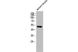 Western Blot analysis of mouse-brain cells using ARMCX1 Polyclonal Antibody (ARMCX1 anticorps  (N-Term))