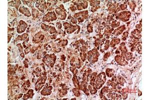 Immunohistochemistry (IHC) analysis of paraffin-embedded Human Pancreas, antibody was diluted at 1:100. (HPSE anticorps  (Internal Region))
