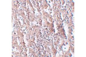 Immunohistochemical staining of human spleen cells with SLC39A5 polyclonal antibody  at 2. (SLC39A5 anticorps  (Internal Region))