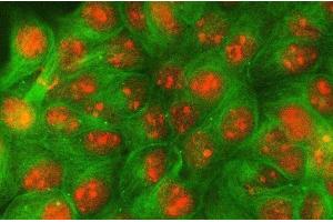 IF analysis of PSE/SPDEF using anti-PSE/SPDEF antibody (ABIN7601954) and anti-Tubulin Alpha antibody (ABIN7600339). (SPDEF/PSE anticorps  (AA 52-335))