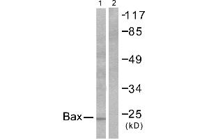 Western blot analysis of extracts from 293 cells, using Bax antibody (#C0132). (BAX anticorps)