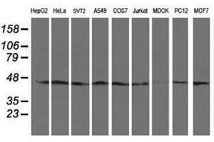 Image no. 2 for anti-serpin Peptidase Inhibitor, Clade B (Ovalbumin), Member 13 (SERPINB13) antibody (ABIN1500878) (SERPINB13 anticorps)