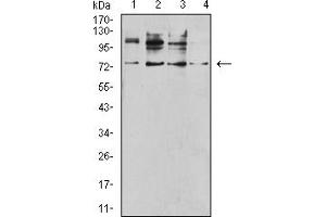 Western blot analysis using CD120B mouse mAb against SK-BR-3 (1), C2C12 (2), MOLT4 (3), and T47D (4) cell lysate.