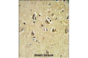 Formalin-fixed and paraffin-embedded human brain tissue reacted with VPS53 Antibody (N-term), which was peroxidase-conjugated to the secondary antibody, followed by DAB staining.