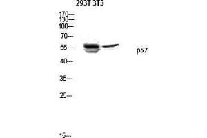 Western Blot (WB) analysis of 293T 3T3 lysis using p57 antibody. (P57 (Ser238) anticorps)