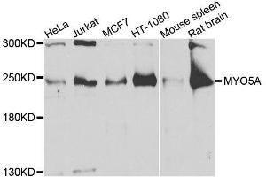 Western blot analysis of extracts of various cell lines, using MYO5A antibody (ABIN6003562) at 1/1000 dilution. (MYO5A anticorps)