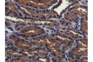 Detection of PMSA in Porcine Kidney Tissue using Polyclonal Antibody to Prostate-specific Membrane Antigen (PMSA) (PSMA anticorps  (AA 275-588))