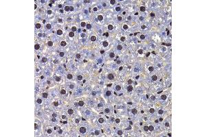 Immunohistochemistry of paraffin-embedded mouse liver using FIP1L1 antibody at dilution of 1:100 (x400 lens). (FIP1L1 anticorps)
