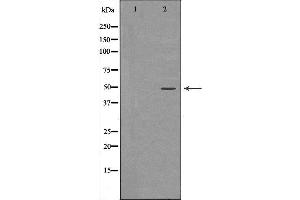 Western blot analysis of Hela whole cell lysates, using RBBP4 Antibody. (Retinoblastoma Binding Protein 4 anticorps  (C-Term))