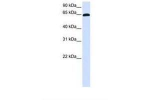 Image no. 1 for anti-Zinc Finger Protein 37A (ZNF37A) (AA 398-447) antibody (ABIN6738367) (ZNF37A anticorps  (AA 398-447))