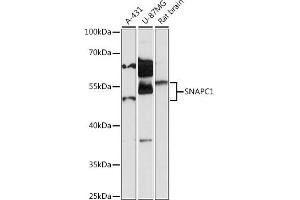 Western blot analysis of extracts of various cell lines, using SN antibody (ABIN7270367) at 1:1000 dilution. (SNAPC1 anticorps  (AA 1-368))