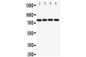 Western Blotting (WB) image for anti-Sp4 Transcription Factor (SP4) (AA 29-44), (N-Term) antibody (ABIN3043013) (SP4 anticorps  (N-Term))