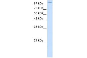 WB Suggested Anti-GRIA2 Antibody Titration:  2. (GRIA2 anticorps  (N-Term))