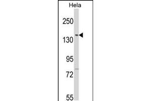 Western blot analysis of LTK2 N-term in Hela cell line lysates (35ug/lane)