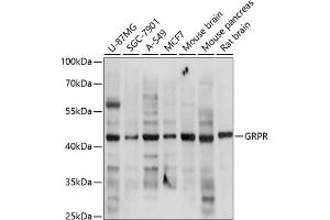 Western blot analysis of extracts of various cell lines, using GRPR antibody (ABIN3017021, ABIN3017022, ABIN3017023 and ABIN6219927) at 1:3000 dilution. (GRPR anticorps  (AA 235-384))