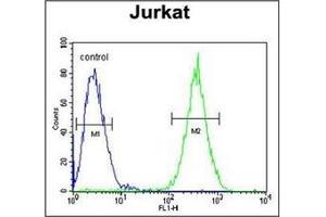 flow cytometric analysis of Jurkat cells using SELPLG Antibody (C-term) Cat. (SELPLG anticorps  (C-Term))