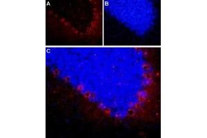 Expression of neuropeptide Y2 receptor in rat cerebellum - Immunohistochemical staining of frozen section of rat cerebellum using Anti-NPY2R Antibody (ABIN7043373, ABIN7044670 and ABIN7044671), (1:100).