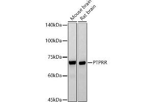 Western blot analysis of extracts of various cell lines, using PTPRR antibody (ABIN7269711) at 1:1000 dilution.