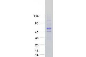 Validation with Western Blot (Cyclin B2 Protein (CCNB2) (Myc-DYKDDDDK Tag))