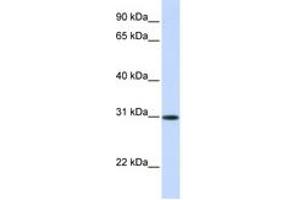 Image no. 1 for anti-Activating Transcription Factor 5 (ATF5) (AA 180-229) antibody (ABIN6744226) (ATF5 anticorps  (AA 180-229))