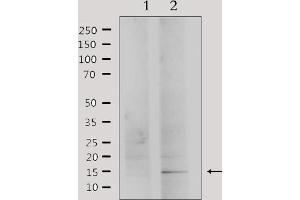 Western blot analysis of extracts from HepG2, using PHLA2 Antibody. (PHLDA2 anticorps  (Internal Region))