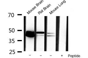 Western blot analysis of extracts of various celllines,using erk1/2 antibody.