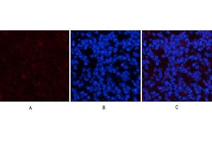 Immunofluorescence analysis of mouse spleen tissue.