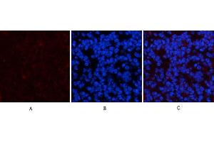 Immunofluorescence analysis of mouse spleen tissue. (PDGFRA anticorps)