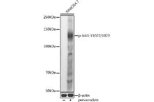 Western blot analysis of extracts of R. (JAK1 anticorps  (pTyr1022, pTyr1023))