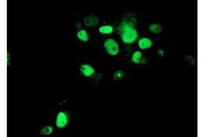 Immunofluorescence (IF) image for anti-ATR Interacting Protein (ATRIP) (AA 42-309) antibody (ABIN1491507)