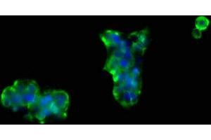 Immunofluorescence staining of 293 cells with ABIN7161362 at 1:66, counter-stained with DAPI. (NrCAM anticorps  (AA 1194-1299))
