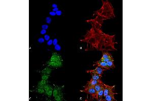 Immunocytochemistry/Immunofluorescence analysis using Rabbit Anti-LC3A Polyclonal Antibody .