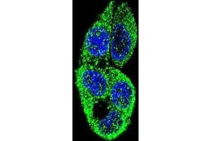 Immunofluorescence (IF) image for anti-Microtubule Associated serine/threonine Kinase-Like (MASTL) antibody (ABIN2995361)