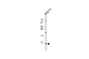 Anti-GNG5 Antibody (C-Term) at 1:1000 dilution + MOLT-4 whole cell lysate Lysates/proteins at 20 μg per lane. (GNG5 anticorps  (AA 34-63))