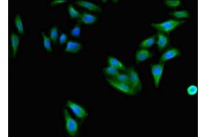 Immunofluorescent analysis of HepG2 cells using ABIN7171408 at dilution of 1:100 and Alexa Fluor 488-congugated AffiniPure Goat Anti-Rabbit IgG(H+L) (CD96 anticorps  (AA 306-395))