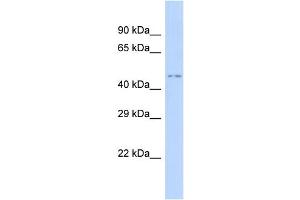 Host:  Rabbit  Target Name:  HNF1A  Sample Type:  293T Whole Cell lysates  Antibody Dilution:  1. (HNF1A anticorps  (C-Term))