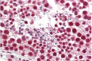 ABIN1781995 (5µg/ml) staining of paraffin embedded Human Testis. (HNRNPA2B1 anticorps  (Internal Region))