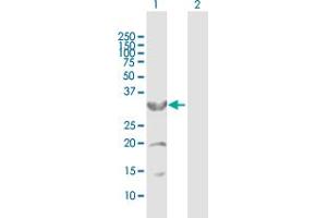 Western Blot analysis of CYB5R3 expression in transfected 293T cell line by CYB5R3 MaxPab polyclonal antibody. (CYB5R3 anticorps  (AA 1-301))