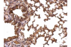 IHC-P Image PRX I antibody [N1C2] detects PRX I protein at cytosol on mouse lung by immunohistochemical analysis. (Peroxiredoxin 1 anticorps)
