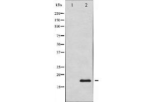 Western blot analysis of Calmodulin expression in NIH-3T3 whole cell lysates,The lane on the left is treated with the antigen-specific peptide.